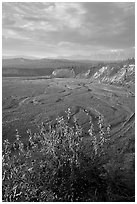 Fireweed, Kotsina river plain, and bluffs. Wrangell-St Elias National Park ( black and white)