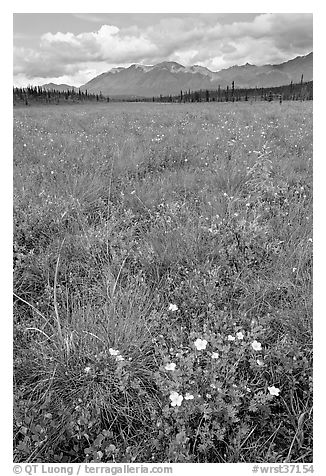 Meadow with tussocks and wildflowers. Wrangell-St Elias National Park (black and white)