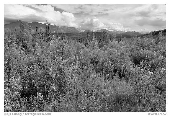 Tundra in summer and Nutzotin Mountains. Wrangell-St Elias National Park, Alaska, USA.