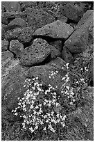 Alpine flowers and volcanic boulders. Wrangell-St Elias National Park ( black and white)