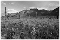 Meadow and Skokum Volcano. Wrangell-St Elias National Park ( black and white)