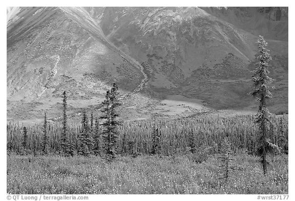 Meadow covered with white wildflowers, and spruce trees. Wrangell-St Elias National Park (black and white)