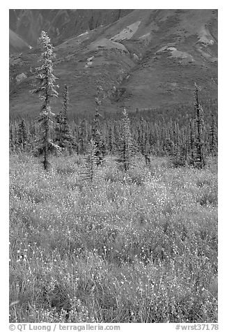 Wildflowers and spruce trees. Wrangell-St Elias National Park (black and white)
