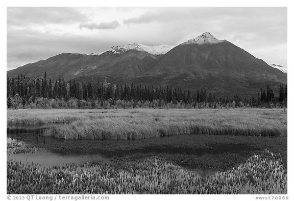 Golden grasses, mountains reflected in pond. Wrangell-St Elias National Park (black and white)