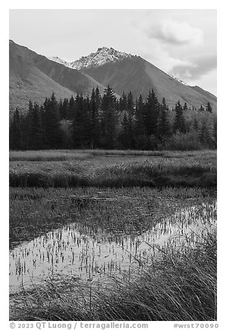 Grasses, pond, and snowy peak. Wrangell-St Elias National Park (black and white)