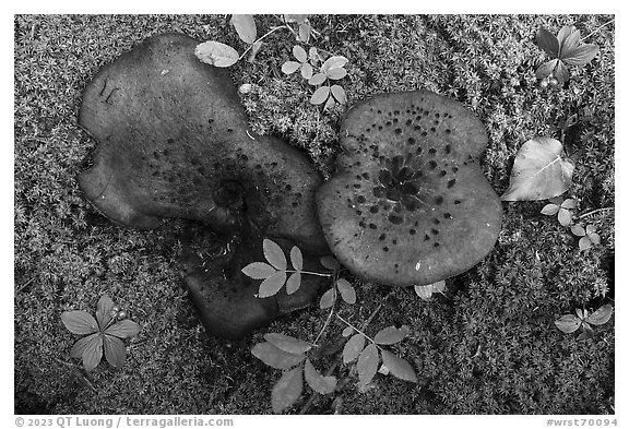 Close up of large mushrooms, moss and berries. Wrangell-St Elias National Park (black and white)