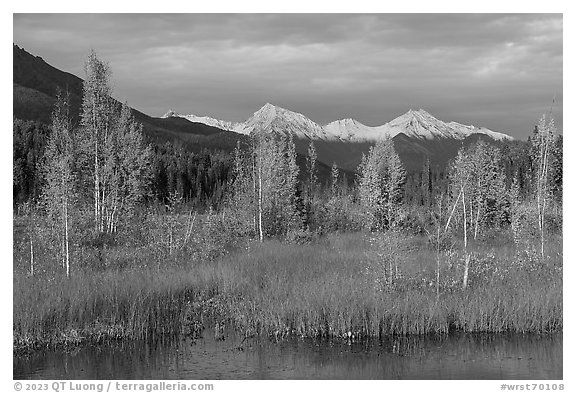 Aspen in autumn colors and snowy Wrangell mountains. Wrangell-St Elias National Park (black and white)
