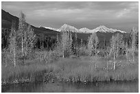 Aspen in autumn colors and snowy Wrangell mountains. Wrangell-St Elias National Park ( black and white)
