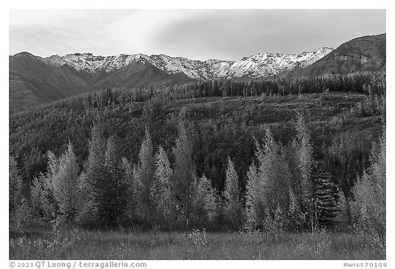 Aspen in various stages of autumn color, hills, and snowy mountains. Wrangell-St Elias National Park (black and white)