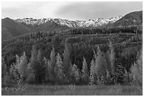 Aspen in various stages of autumn color, hills, and snowy mountains. Wrangell-St Elias National Park ( black and white)