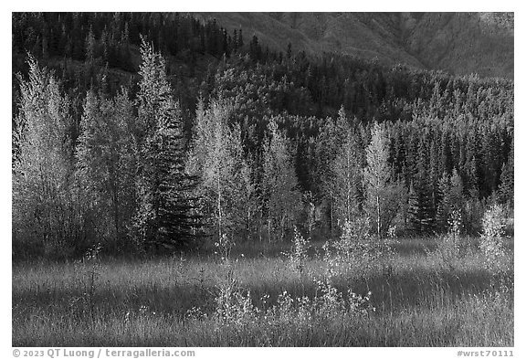 Meadow, aspens, and hillside. Wrangell-St Elias National Park (black and white)