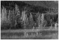 Meadow, aspens, and hillside. Wrangell-St Elias National Park ( black and white)