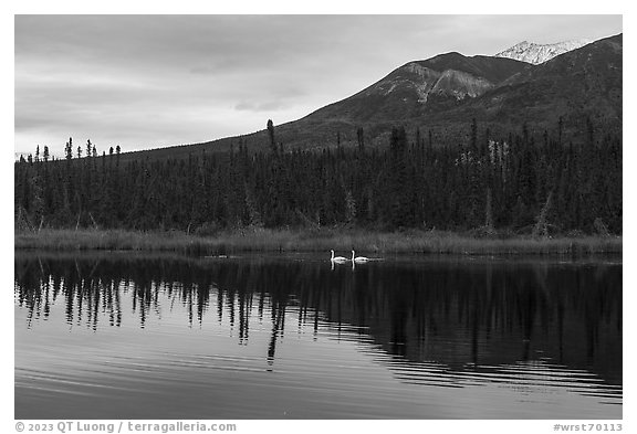 Two swans in lake with reflected mountain. Wrangell-St Elias National Park (black and white)
