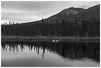 Two swans in lake with reflected mountain. Wrangell-St Elias National Park ( black and white)