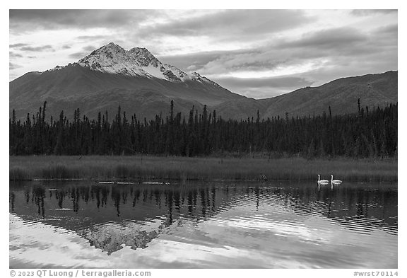 Swans and snowy peak reflected in lake. Wrangell-St Elias National Park (black and white)