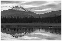 Swans and snowy peak reflected in lake. Wrangell-St Elias National Park ( black and white)
