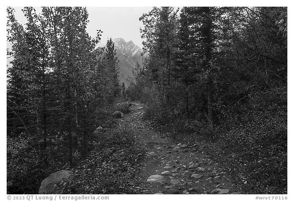 Erie Mine Trail in autumn. Wrangell-St Elias National Park (black and white)