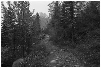 Erie Mine Trail in autumn. Wrangell-St Elias National Park ( black and white)