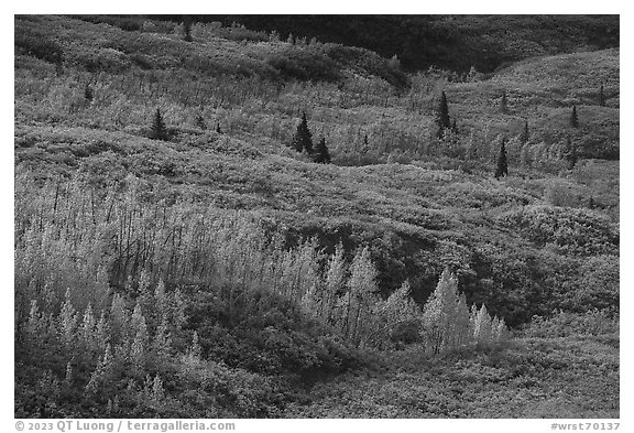 Trees and tundra with fall colors. Wrangell-St Elias National Park (black and white)