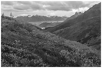 Berry plants in autumn, with Donoho Basin in the background. Wrangell-St Elias National Park ( black and white)