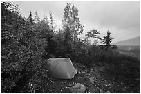 Jumbo Creek backcountry campsite in autumn. Wrangell-St Elias National Park ( black and white)