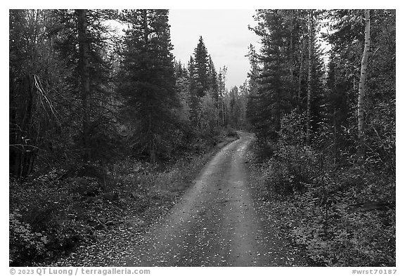 Old Wagon Road. Wrangell-St Elias National Park (black and white)