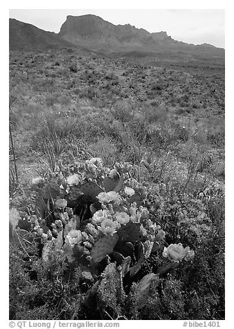 Cactus with multi-colored blooms and Chisos Mountains. Big Bend National Park (black and white)