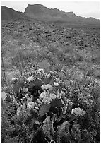 Cactus with multi-colored blooms and Chisos Mountains. Big Bend National Park ( black and white)