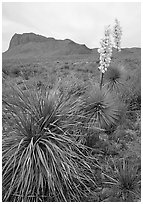 Yucas in bloom. Big Bend National Park, Texas, USA. (black and white)