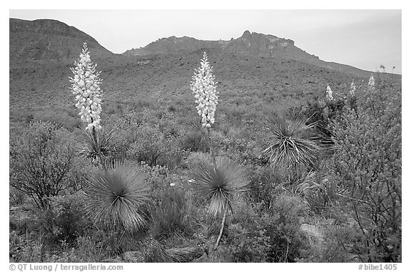Yucas in bloom. Big Bend National Park (black and white)