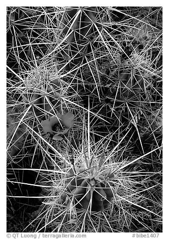 Engelmann Hedgehog cactus in bloom. Big Bend National Park (black and white)