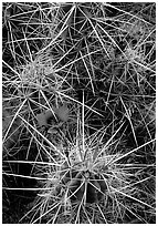 Engelmann Hedgehog cactus in bloom. Big Bend National Park, Texas, USA. (black and white)