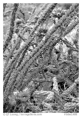 Occatillo and beavertail cactus in bloom. Big Bend National Park (black and white)