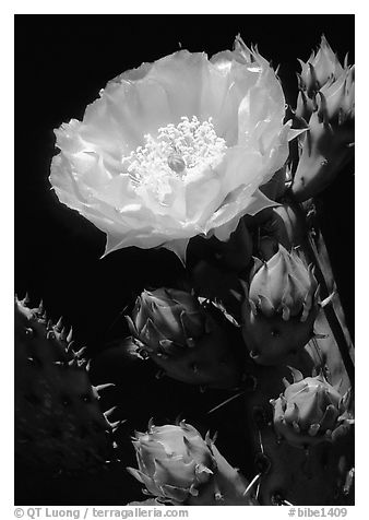 Pickly pear cactus flower. Big Bend National Park (black and white)