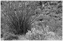Purple flowers and occatillo. Big Bend National Park, Texas, USA. (black and white)