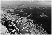 Agaves on South Rim, evening. Big Bend National Park ( black and white)