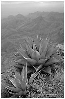 Agaves on South Rim above bare mountains. Big Bend National Park ( black and white)