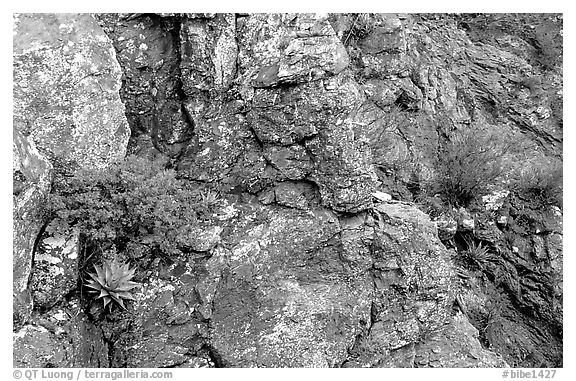 Agave growing on cliff, South Rim. Big Bend National Park (black and white)