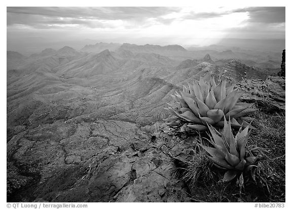 Agave plants overlooking desert mountains from South Rim. Big Bend National Park (black and white)