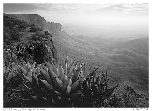 Agaves on South Rim, morning. Big Bend National Park (black and white)
