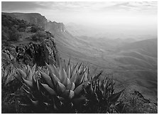 Agaves on South Rim, morning. Big Bend National Park ( black and white)