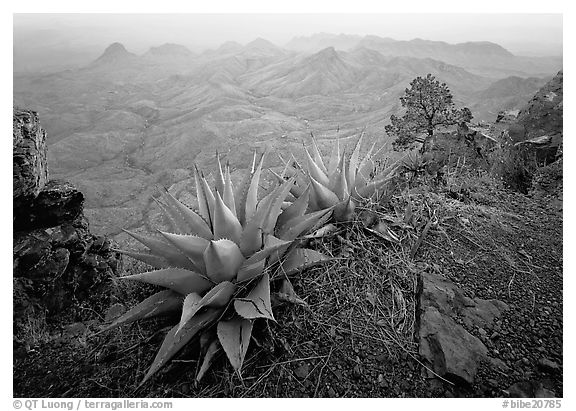 Agaves on South Rim overlooking desert mountains. Big Bend National Park (black and white)