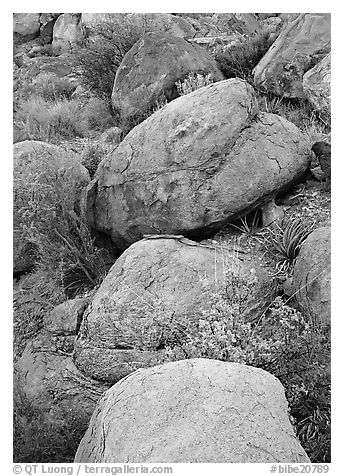 Boulders and wildflowers. Big Bend National Park (black and white)