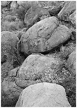 Boulders and wildflowers. Big Bend National Park ( black and white)