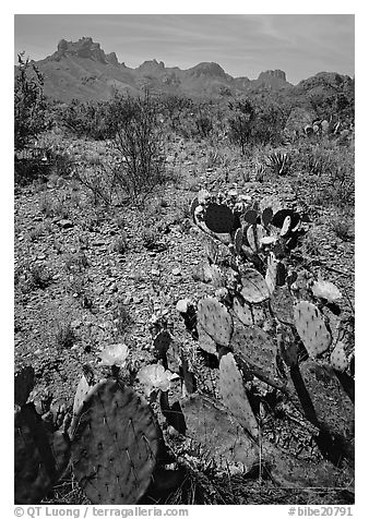 Cactus with yellow blooms and Chisos Mountains. Big Bend National Park (black and white)