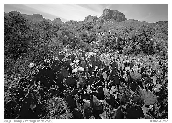 Yellow prickly pear cactus in bloom and Chisos Mountains. Big Bend National Park, Texas, USA.