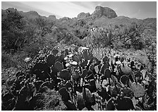 Yellow prickly pear cactus in bloom and Chisos Mountains. Big Bend National Park, Texas, USA. (black and white)