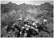 Colorful prickly pear cactus in bloom and Chisos Mountains. Big Bend National Park ( black and white)