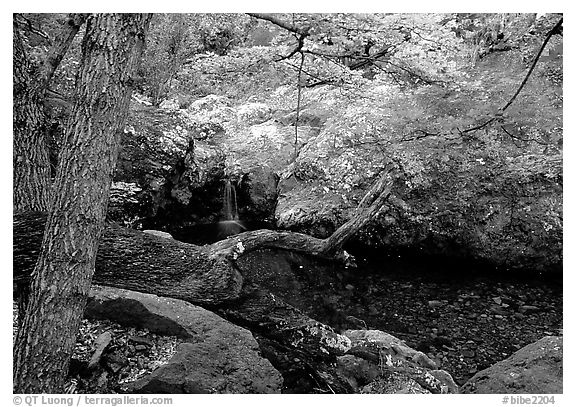 Springs in the Chisos Mountains. Big Bend National Park (black and white)