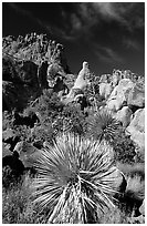 Yuccas and boulders in Grapevine mountains. Big Bend National Park ( black and white)